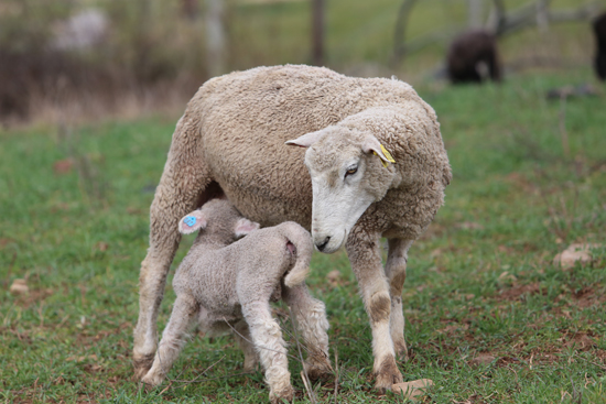 KAREN VIBERT-KENNEDY/Sun-Gazette A ewe nurses its young.
